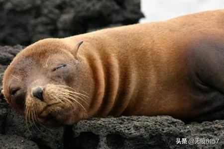 海鬣蜥的天敌是什么:海鬣蜥的天敌是谁 地球上有没有天敌的动物吗？为什么？