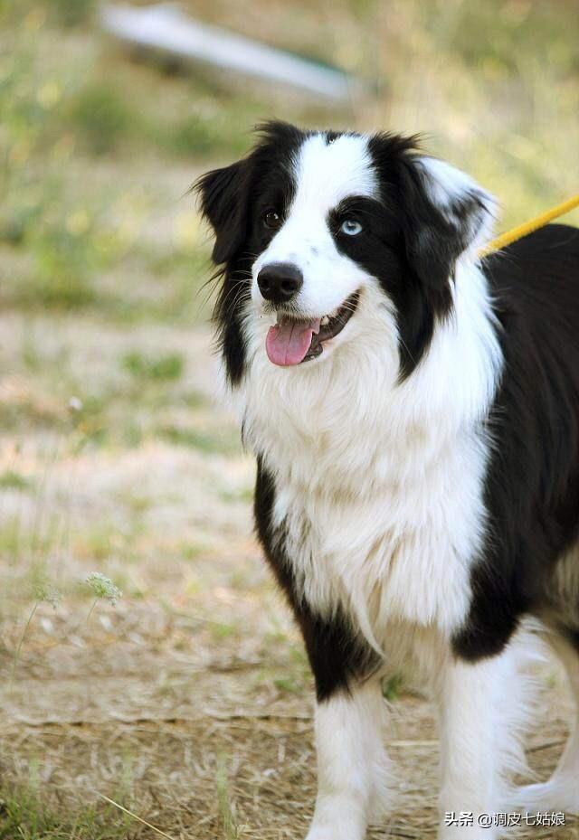 中国最好纽芬兰犬:阿拉斯加和纽芬兰犬谁更适合陪宝宝？