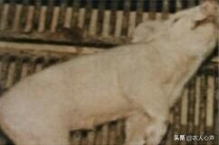 猪伪急性脑炎什么症状:在农村养猪，猪得了传染性脑脊髓炎如何诊治？