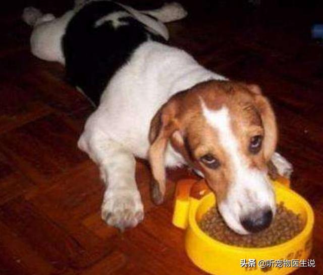 盛来知半生粮食泰迪专用:我家的狗狗近来吃狗粮最后会留一粒，这是为啥呀？