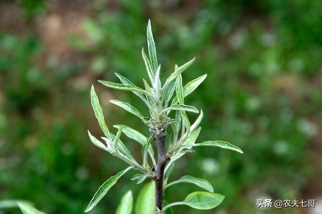 汽巴:芹菜可以施大量的硼肥吗？