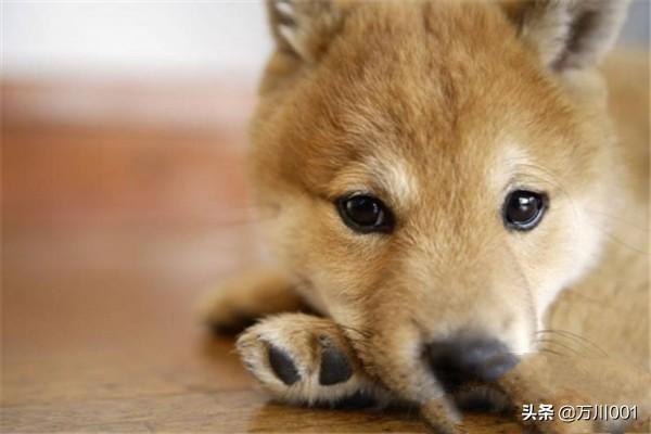 警犬训练手势:警犬训练手势图解 军犬训练，“无言的战友”是如何快速出击的？