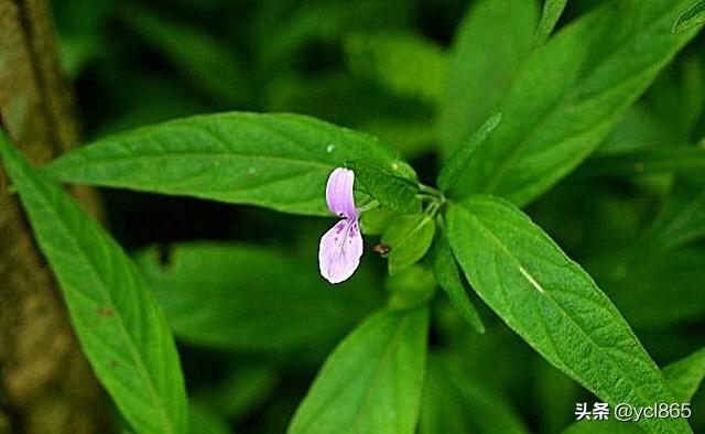 头条问答 - 九冠草怎么种?(5个回答)