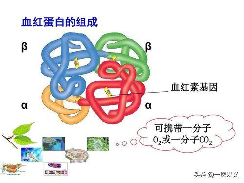 心肺病:心肺病是什么症状 血常规正常，可以初步排除哪些疾病？