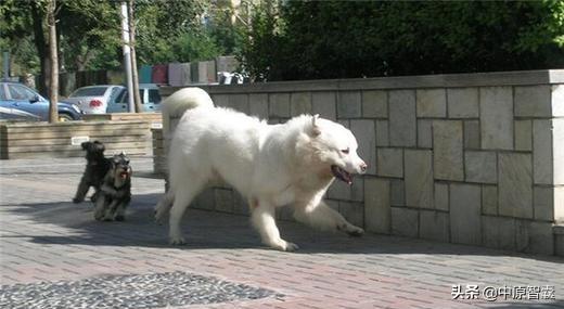 西安大白熊幼犬价格:大白熊犬养起来麻烦吗？有没有需要注意的地方？