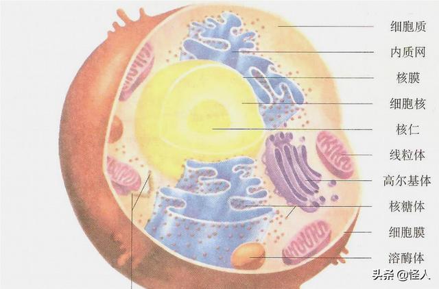 细胞怎样构成生物体图片