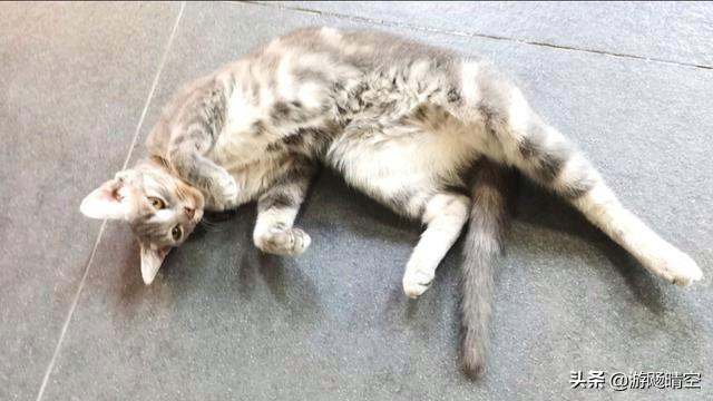 猫猫照片:能看看你们家猫猫生气的照片吗？