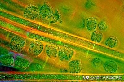 矛齿鲸骨架:喜欢“鲸落”这个词的人，都很温柔吗？