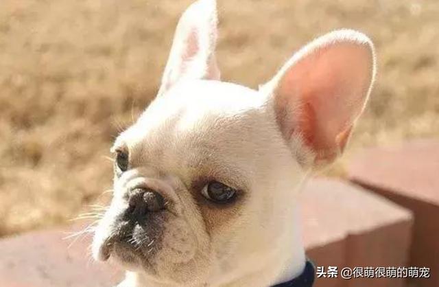 京巴犬眼病:小狗眼睛里有白色的粘稠状东西，怎么办？