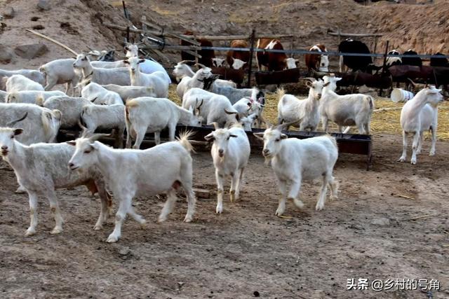 养殖什么好养又赚钱:现在搞什么养殖比较赚钱？