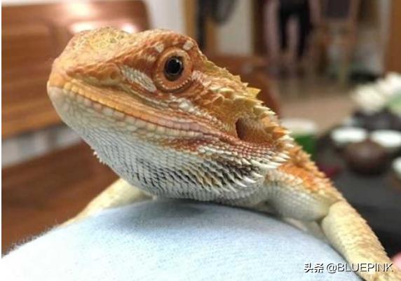 男子喜欢法国獒犬:法国斗牛犬驼色和奶油色交配出来的后代会有什么颜色？