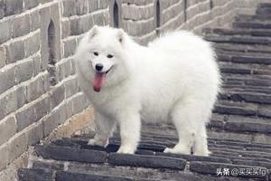 萨摩耶幼犬:一两个月的萨摩耶幼犬为什么总爱咬人？