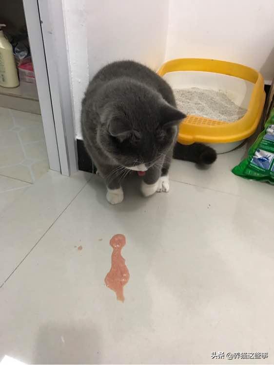 动物消化系统常见疾病案例:消化系统常见疾病的诊治 猫咪肠胃炎的症状有哪些？