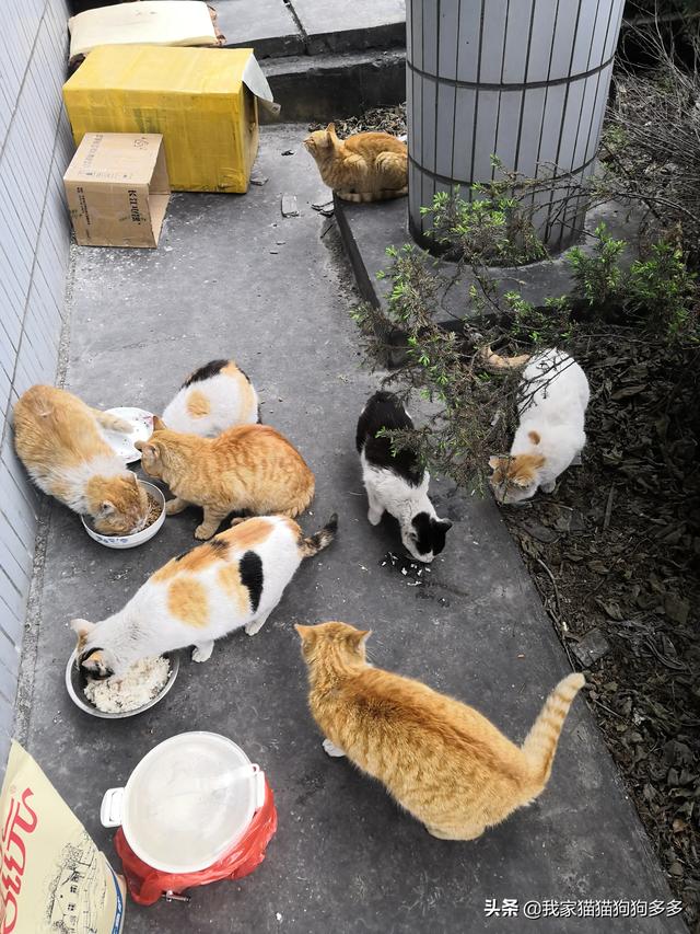 餐馆水煮活猫视频:喂食物给流浪猫吃是好事还是坏事？