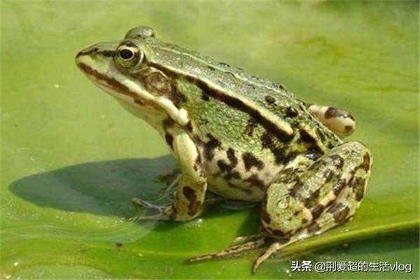 头条问答 青蛙有哪些病需要预防 8个回答