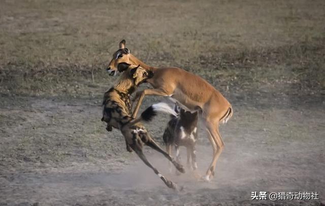 纽波利顿犬对战比特:两只比特犬能打赢一只花豹吗？