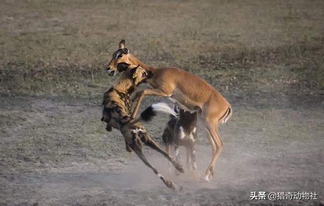 猎犬野狼实战:比特犬打的过非洲野犬吗？
