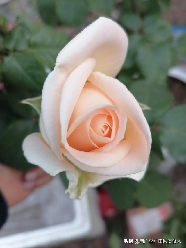 最香的几款月季品种是什么？插图45