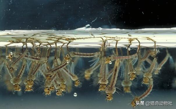 华丽巨蚊会捕食蚊子吗:当年我国引进“大肚鱼”用来灭蚊，后不小心泛滥，如今怎样了？