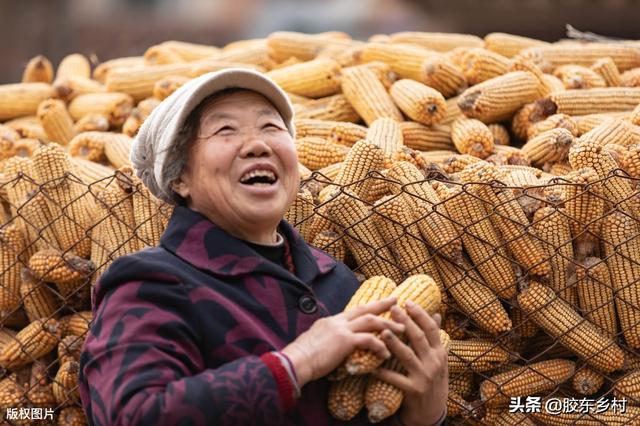 济南东大宠物兔养殖场:十四国限制粮食出口，玉米的1.5元时代，什么时候能来到？