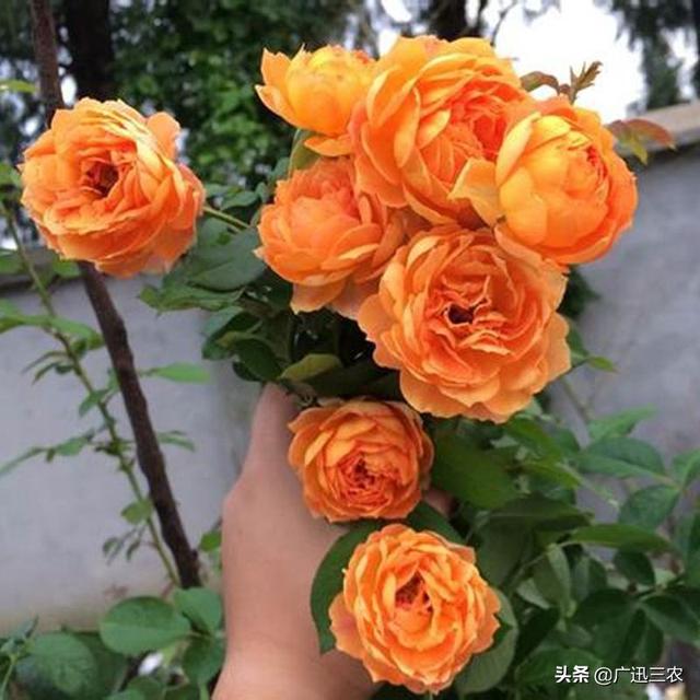 vents月季花品种介绍及图片:什么月季花期长，花型不散？