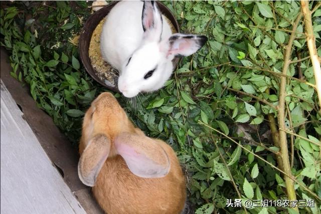 宠物兔养殖基地的兔舍常见形式:家庭农场养兔为主该怎样设计？