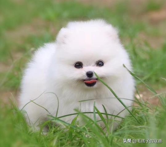 博美犬性格:饲养博美犬时，有哪些禁忌不能碰？