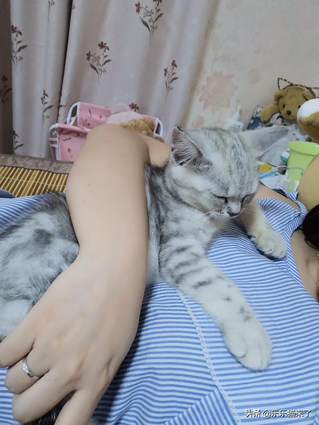萌猫红小胖怎么走红的:你家的猫是自己睡还是和你睡？