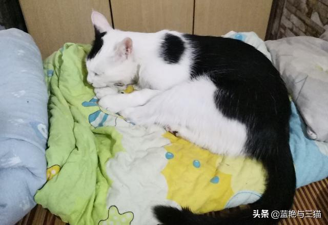 家家猫:家家猫电视购物 被猫抓伤后，需要注射狂犬疫苗吗？