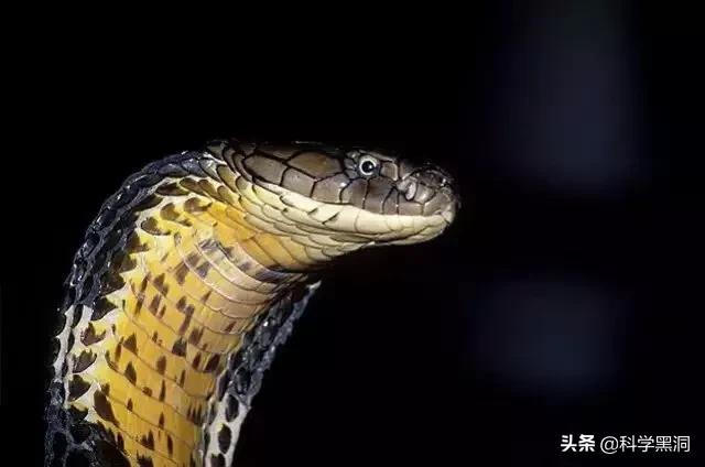 毒蛇为什么冷血，农村山区的过山峰为什么被称为蛇类“清道夫”