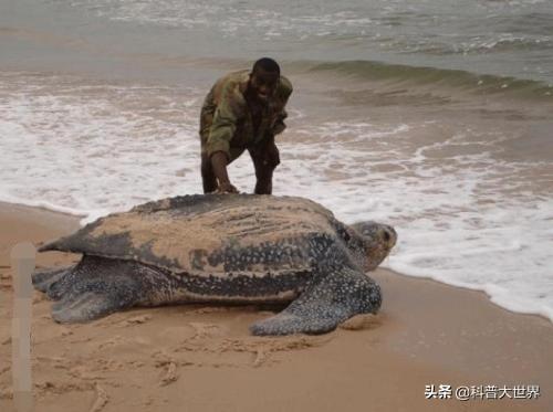 世界上最大的乌龟:千年神龟真的存在吗？世界上最大的乌龟有多大？