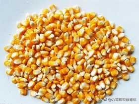 黄胸鹀吃玉米面吗:羊吃玉米面好还是玉米粒好？要注意什么？