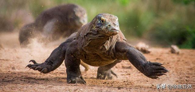 绿鬣蜥 咬人:如果人被科莫多巨蜥咬伤了，会不会死？为何？