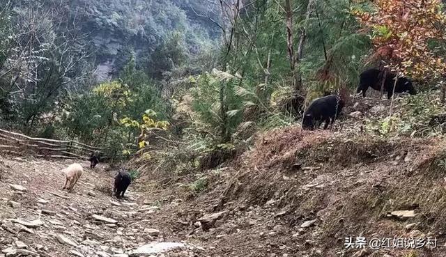 巴马香猪散放养视频:2019年养殖香猪赚钱吗？香猪养殖前景如何？
