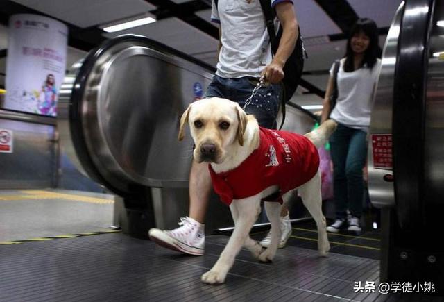 导盲犬是什么狗在中国:基于人工智能的导盲机器犬对盲人一族意味着什么？