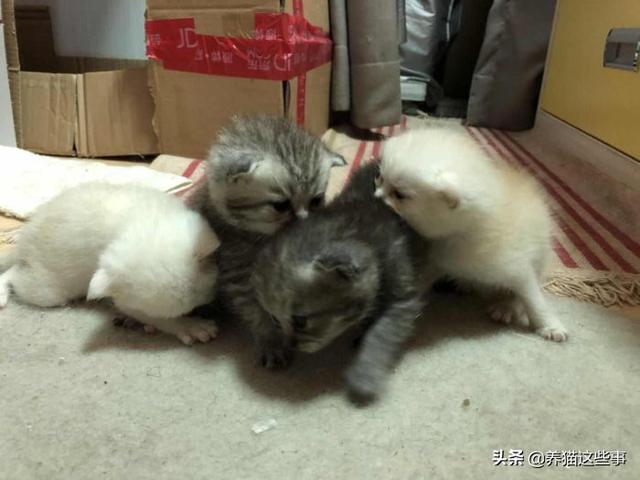 猫咪舔了皮特芬:小猫肚子上起藓怎么处理？
