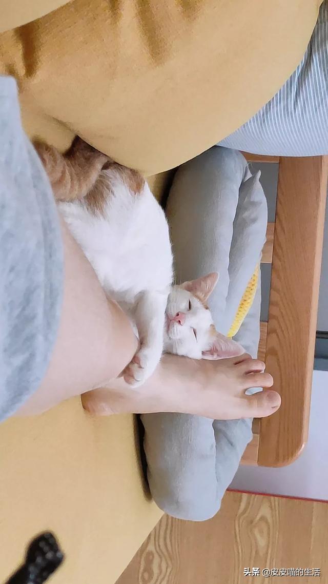 萌猫猫图片:你家喵的哪个动作最能萌到你？