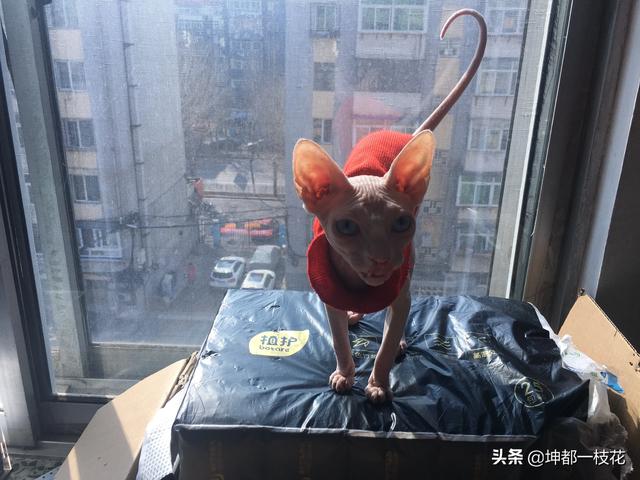 养纯种猫和非纯种猫的优缺点:为什么土猫土狗比纯种猫狗不容易生病？