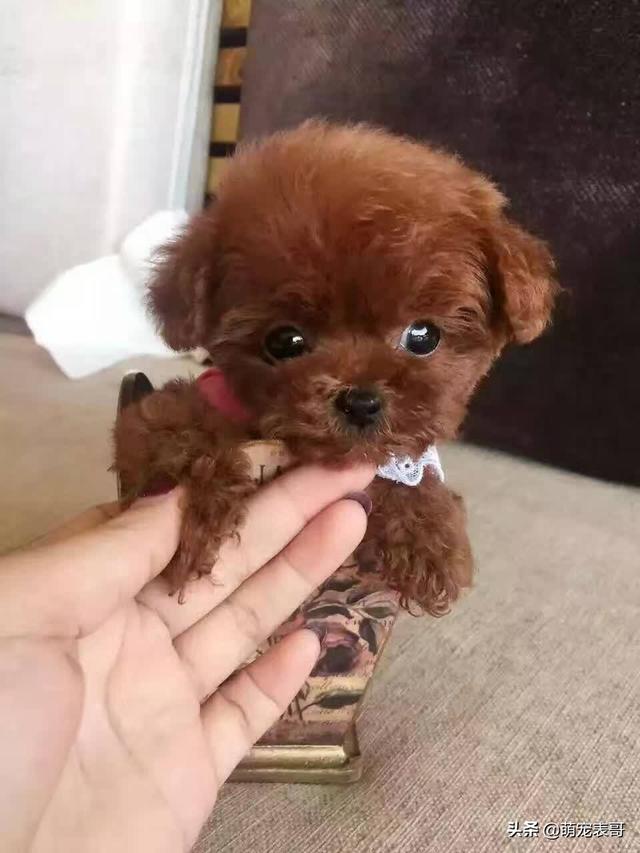 十只画眉鸟怎么饲养:画眉鸟每天喂多少只小黄虫合适？