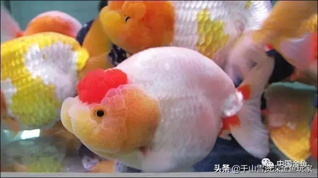 金鱼怎么养才能活:养的金鱼很容易死是怎么回事？