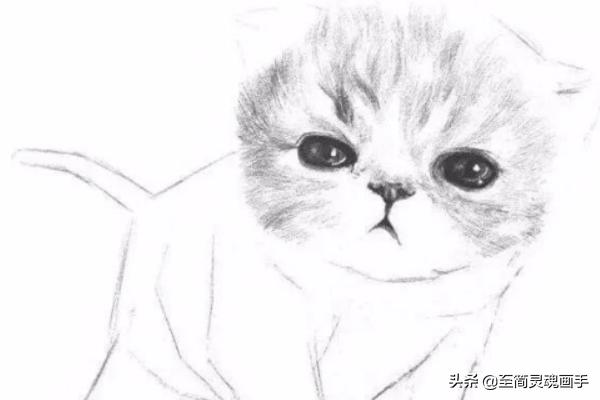 可爱的小猫:如何素描一只可爱的小猫咪？