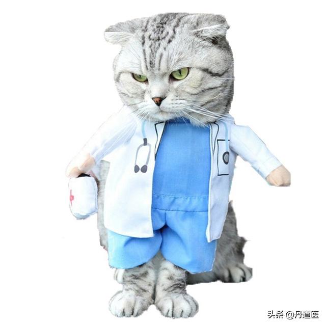 猫窝:猫窝图片 用泡沫箱做个小窝，适合小猫用吗？为什么？