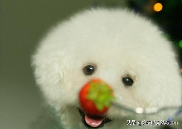 比熊狗粮对泪痕好:比熊爱你会有哪些表现呢？