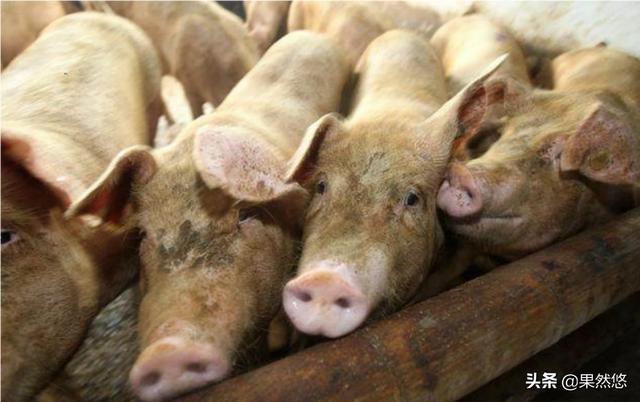 假如一头猪养一辈子不杀，最大能长多大？