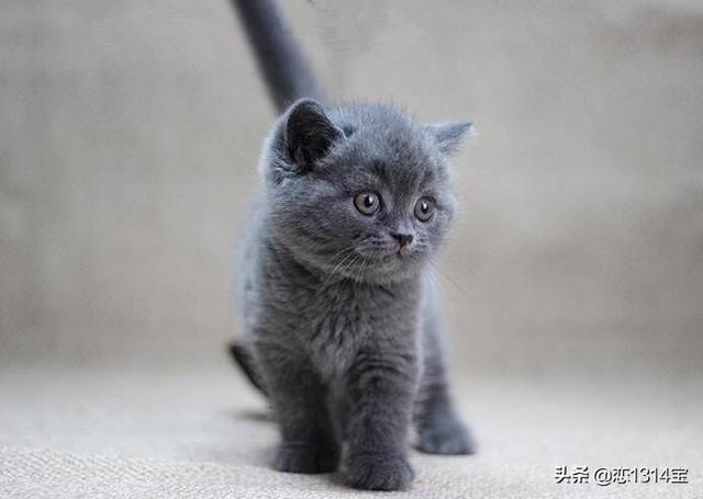 英短猫有什么可怕之处？