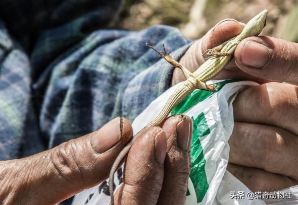 中国石龙子是保护动物吗:以前庄稼地里蜥蜴随处可见，现在却很少见，这是为什么？