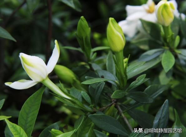 头条问答 栀子花正月可以换盆换土吗 9个回答