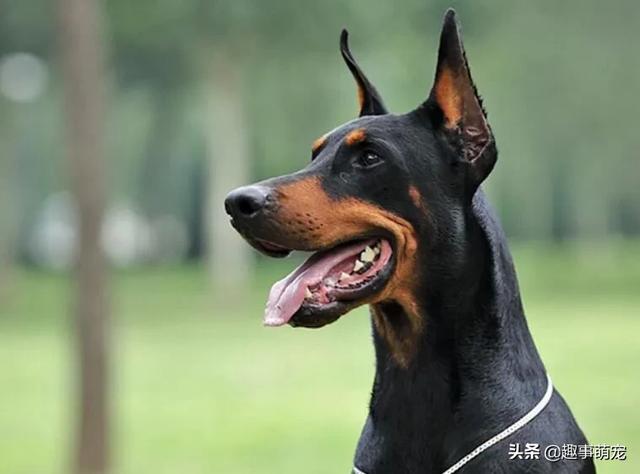 最漂亮的杜宾犬图片:饲养杜宾是一种什么样的体验？