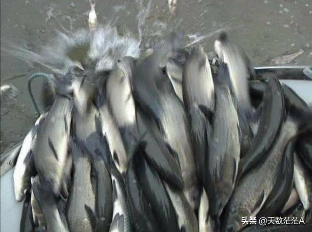 鲩鱼清水养会被饿死吗？要注意什么？