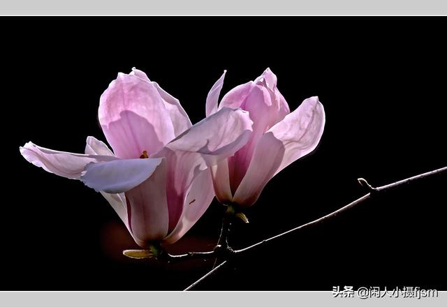 透红小丑 颜色:一朵花如何摄影出白里透红的效果？